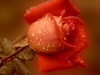 dew, nature, , red, roses
