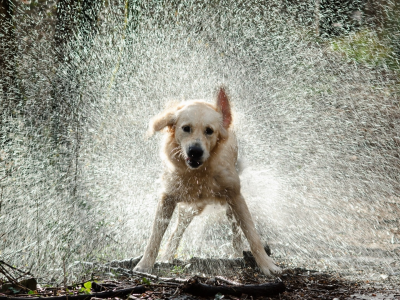 rain, дождь, animals, dogs, животные, собаки