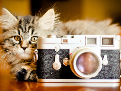 фотоаппарат, котенок, кот