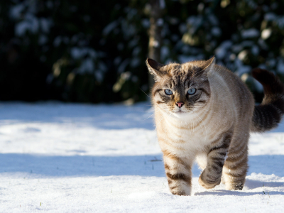 зима, снег, кот, бег, взгляд