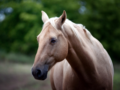 лошади, horses