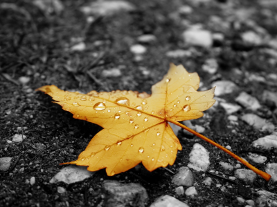 yellow, drops, leaves, nature, 