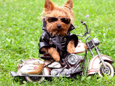 очки, куртка, собака, трава, мотоцикл