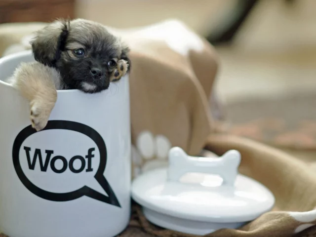 Собаки, cups, чашки, dogs