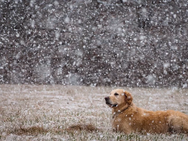 animals, dogs, собак, животных