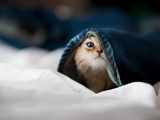 little cat, , animals, hidden