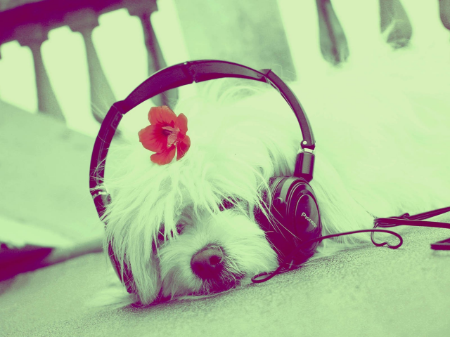 dogs, music, наушники, музыка, аудирование, laying, headphones, Listening, собаки, укладка