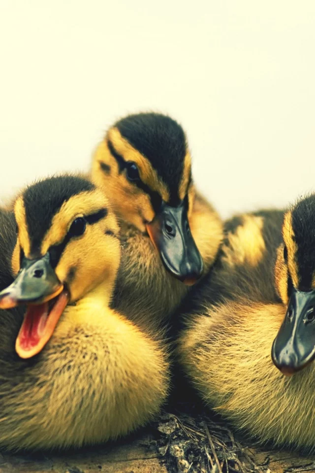 ducks, animals, животных, уток