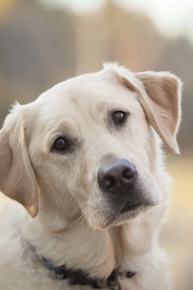 собак, animals, dogs, животных