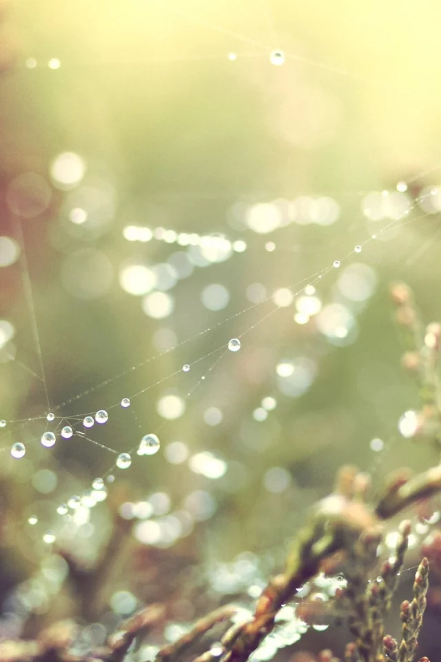 spider webs, природа, nature, паутина
