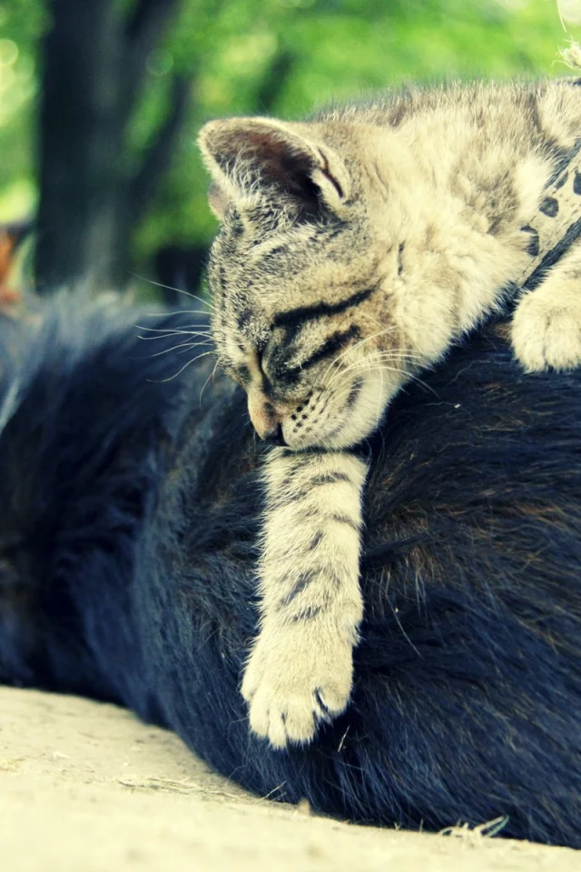 cats, собаки, animals, животные, dogs, кошки