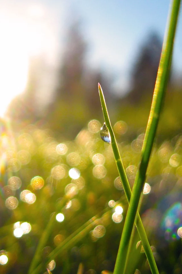 трава, grass