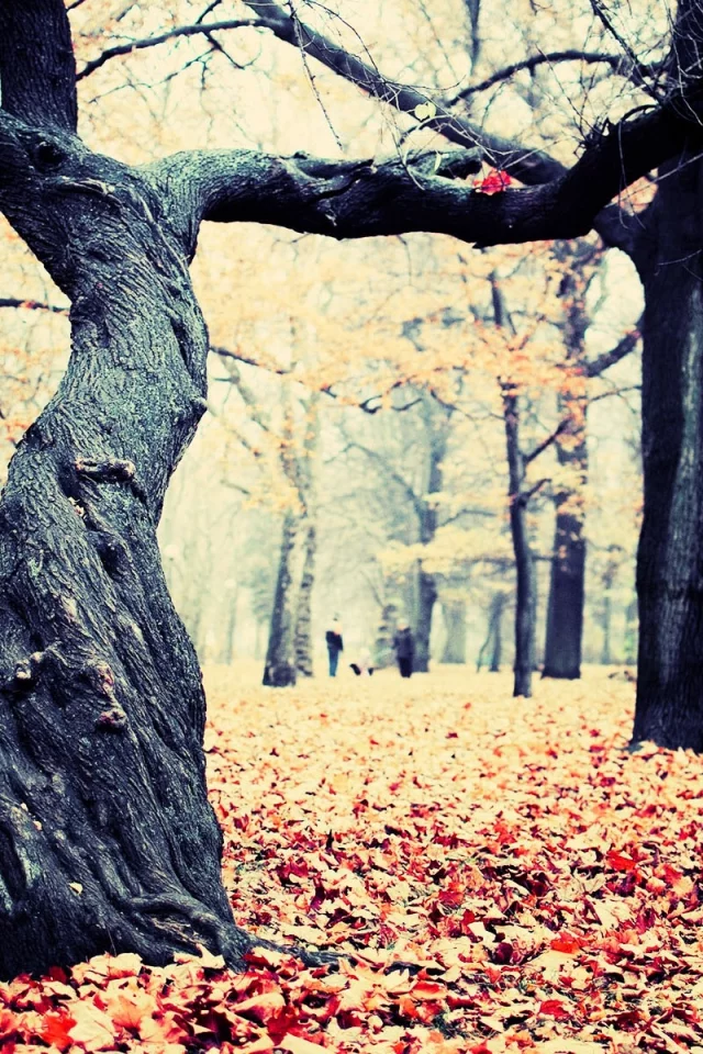 nature, природа
