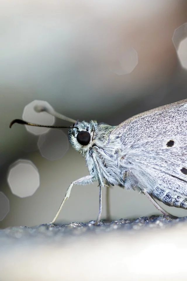 butterflies, бабочки, Макрос, macro