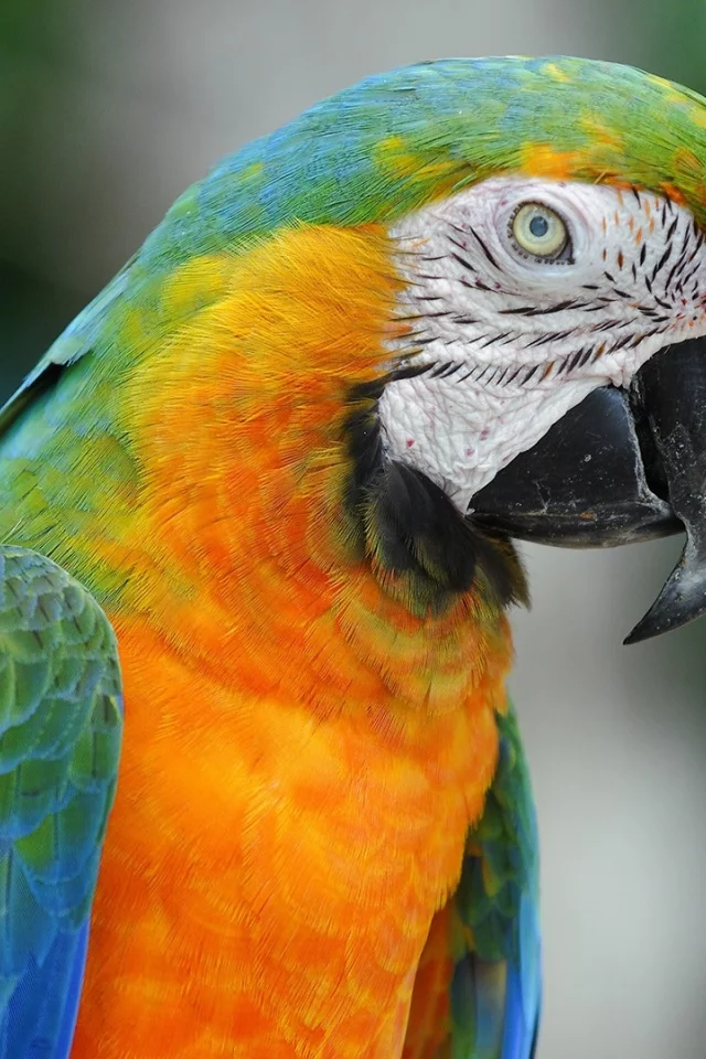 , animals