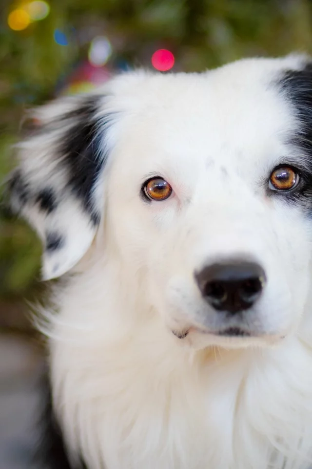 dogs, собак, animals, животных