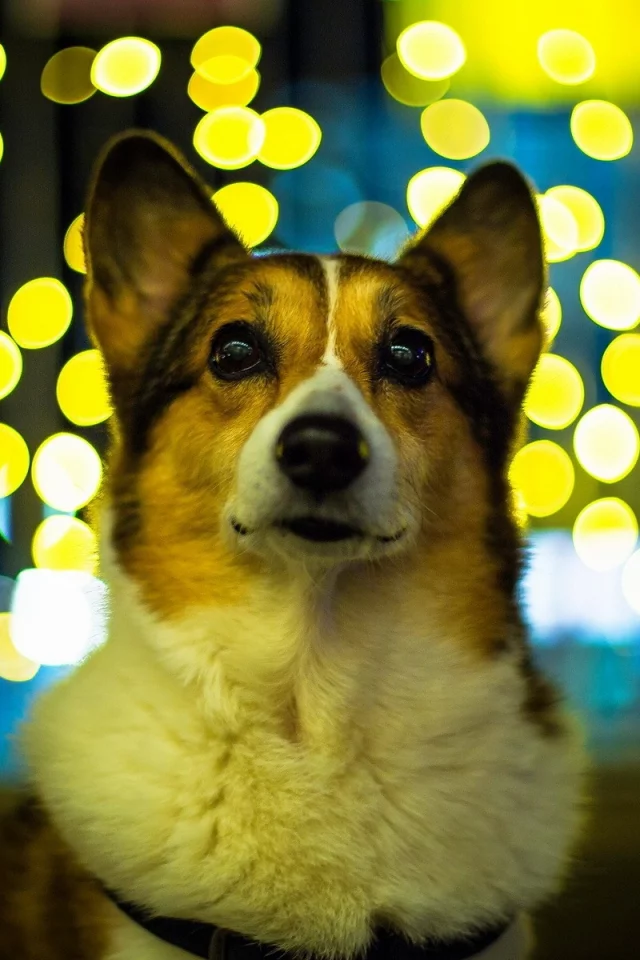 dogs, animals, собак, животных