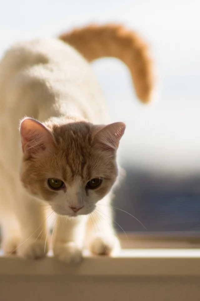 кошки, животные, cats, animals