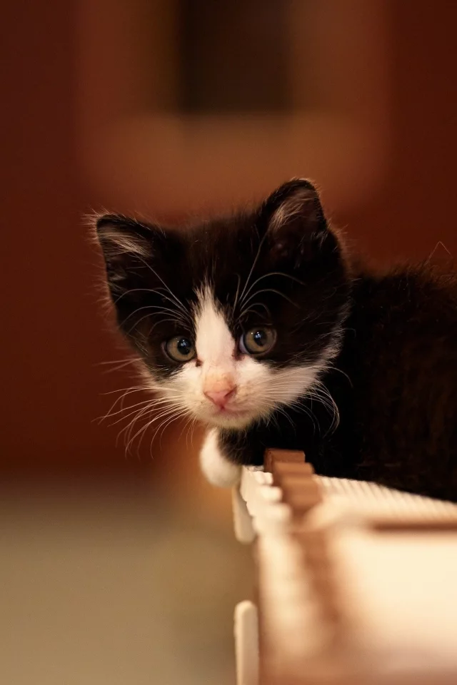 cats, , animals