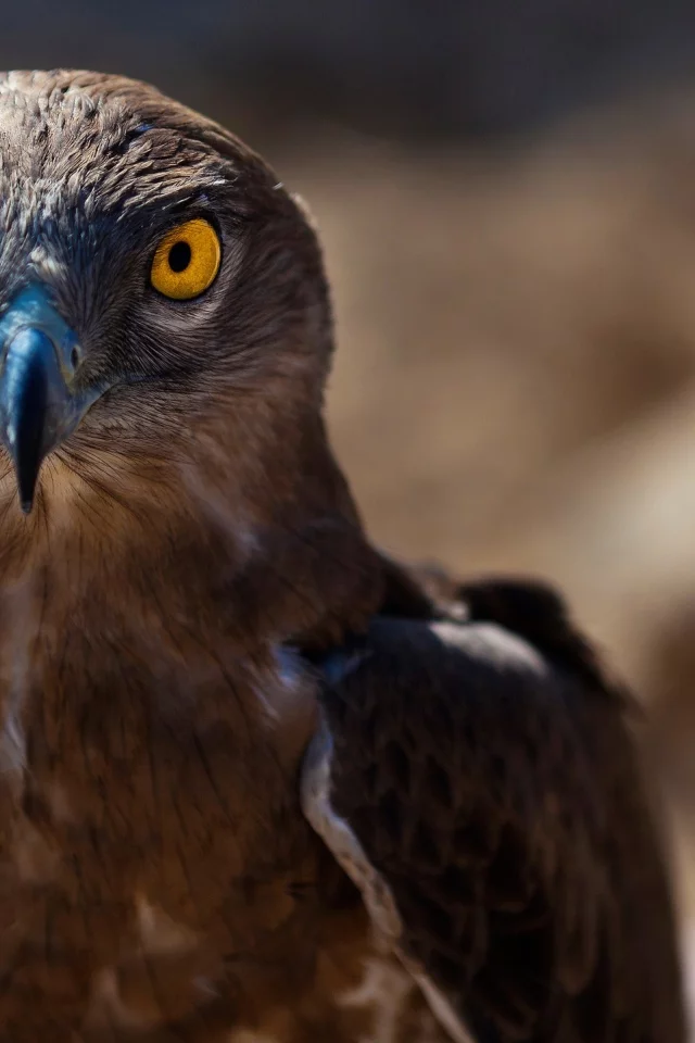 ястреб, hawk, animals, животных