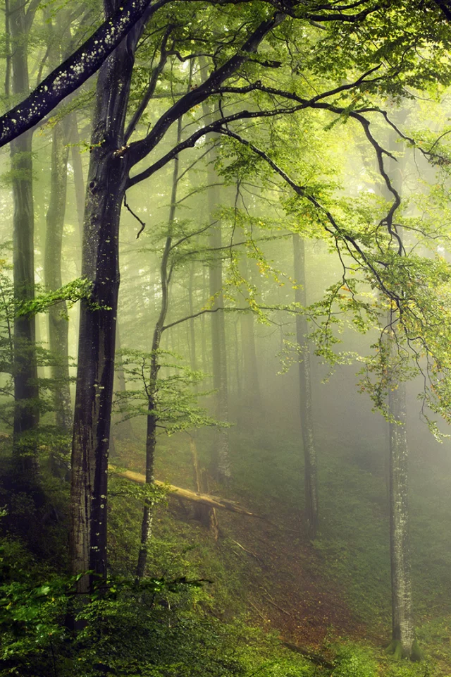 лес, деревья, зелень