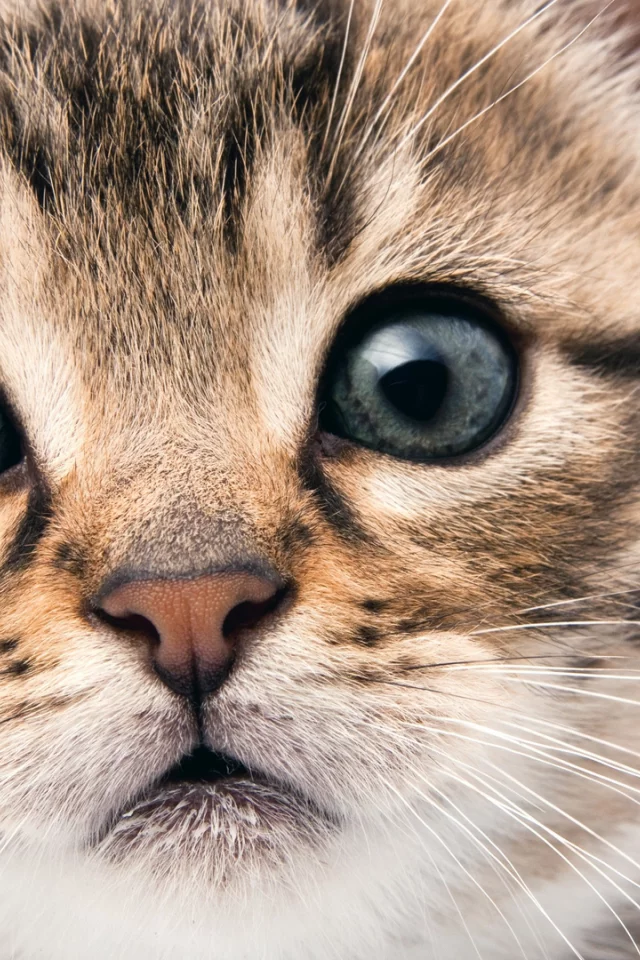 взгляд, котенок. кот