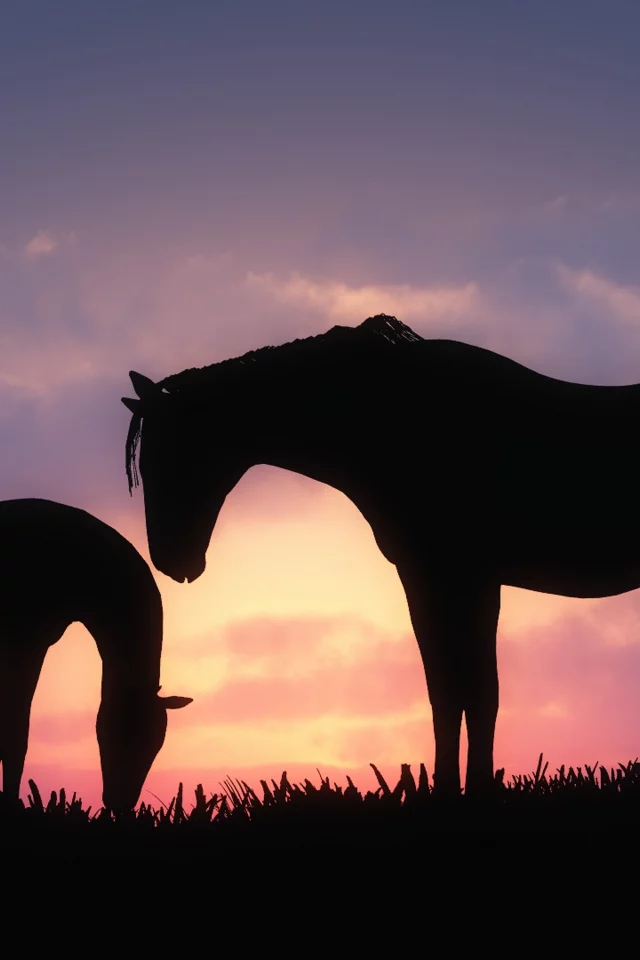 horses, 