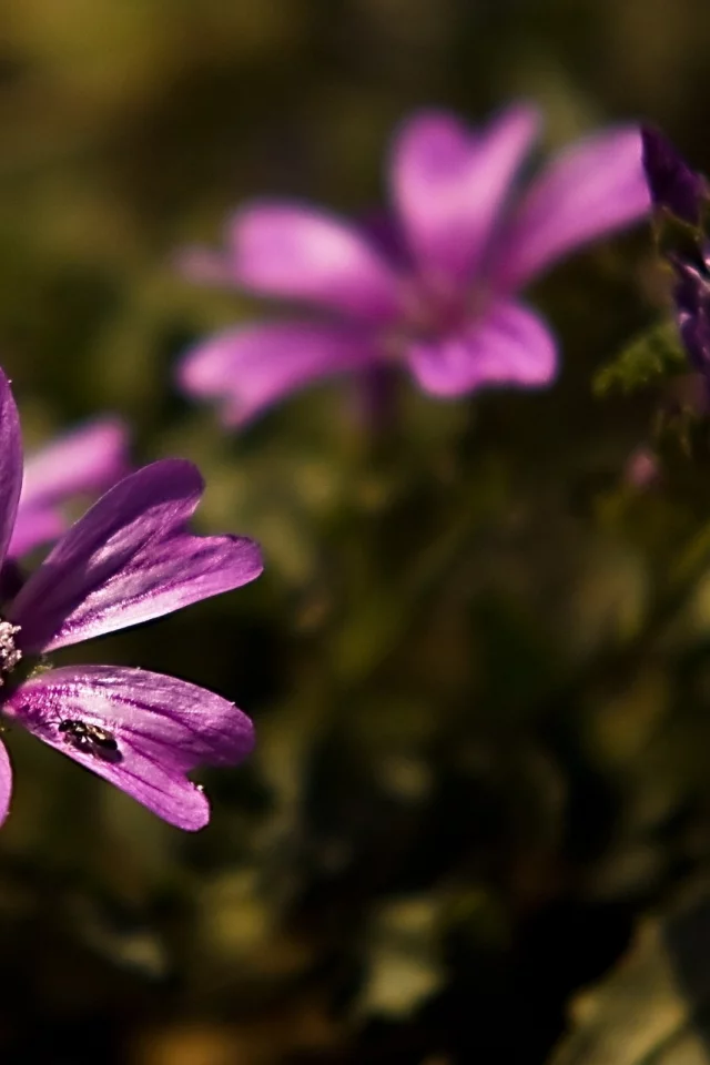 , flowers