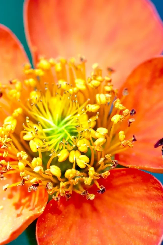macro, , flowers, hymenopthera, bees