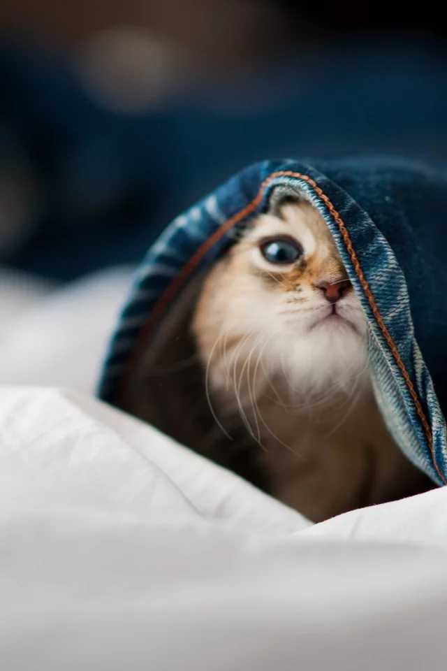 little cat, , animals, hidden