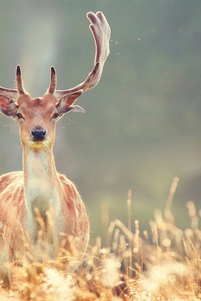 олени, deer, animals, животные