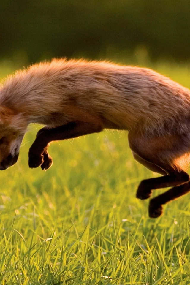 foxes, животные, лисы, animals