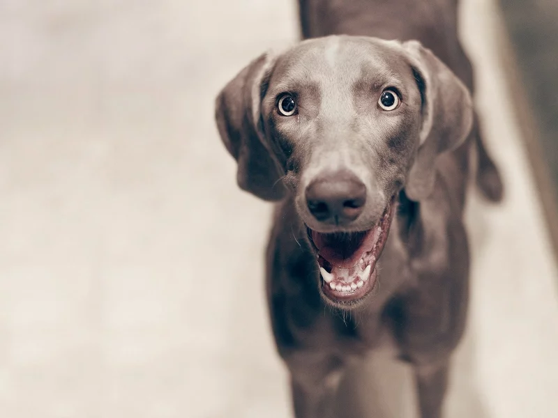 animals, dogs, животных, собак