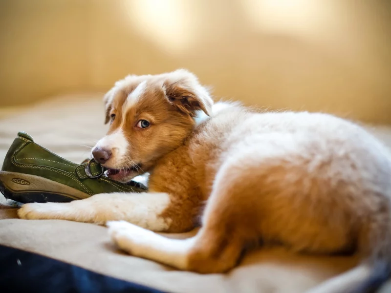собак, dogs, животных, animals