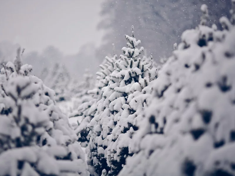 pine trees, сосны, зима, trees, winter, снег, nature, деревья, snow, природа