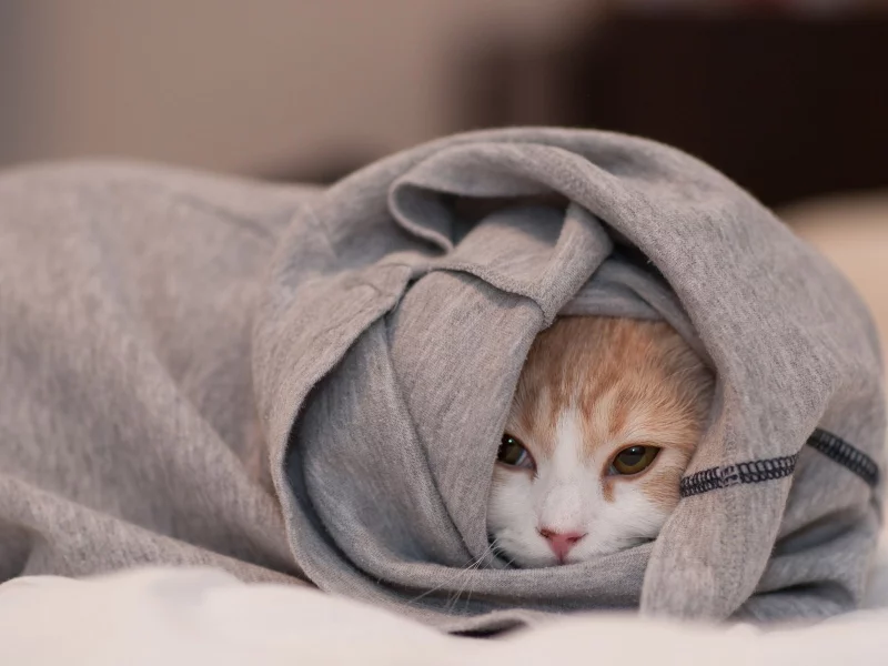 hidden, cats, clothes, скрытые одеждой, животные, кошки, animals