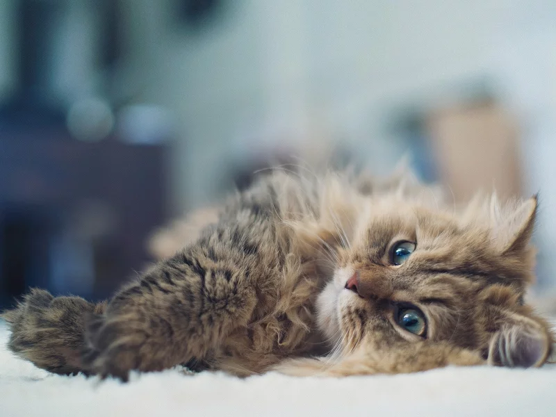 animals, cats, животные, кошки