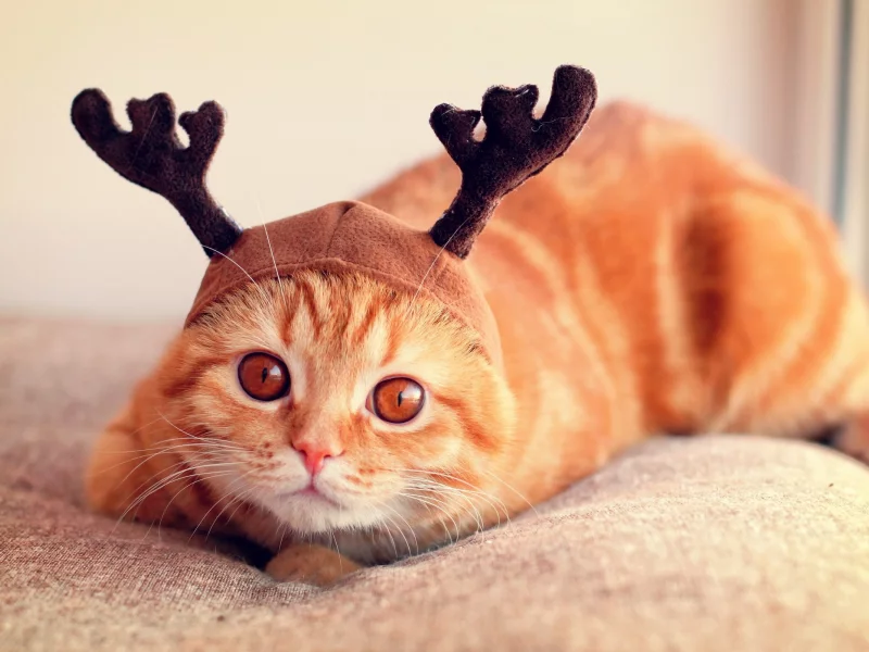 кошки, animals, cats, животные