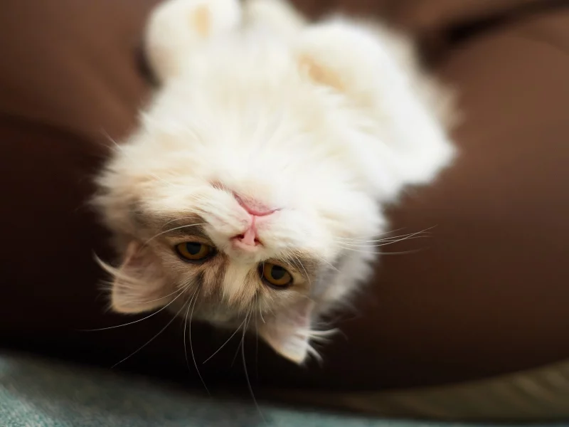 животные, кошки, cats, animals