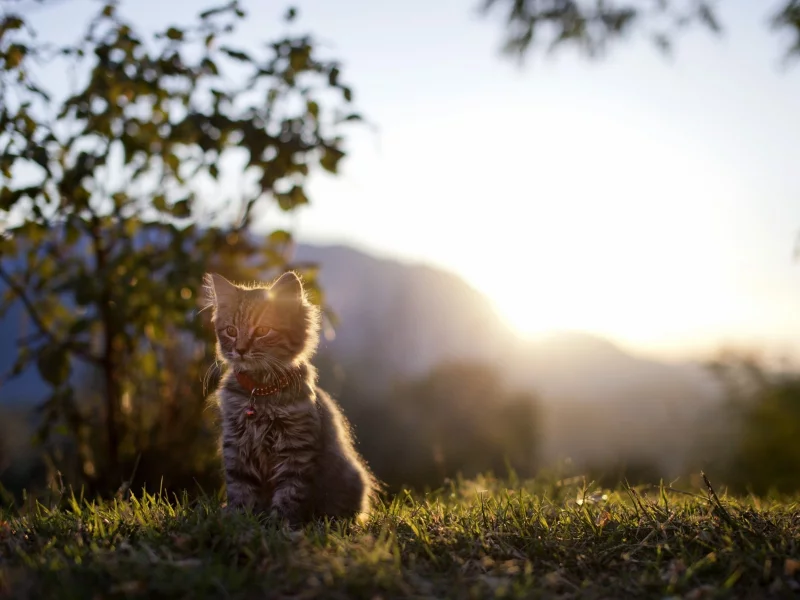 animals, cats, животные, кошки