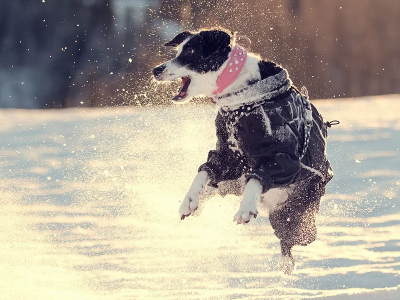 собаки, dogs