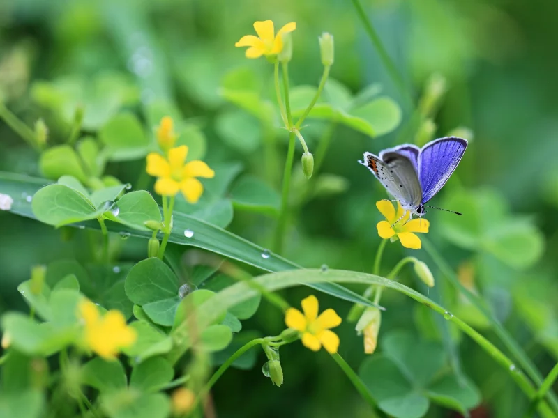 природа, plants, растения, nature