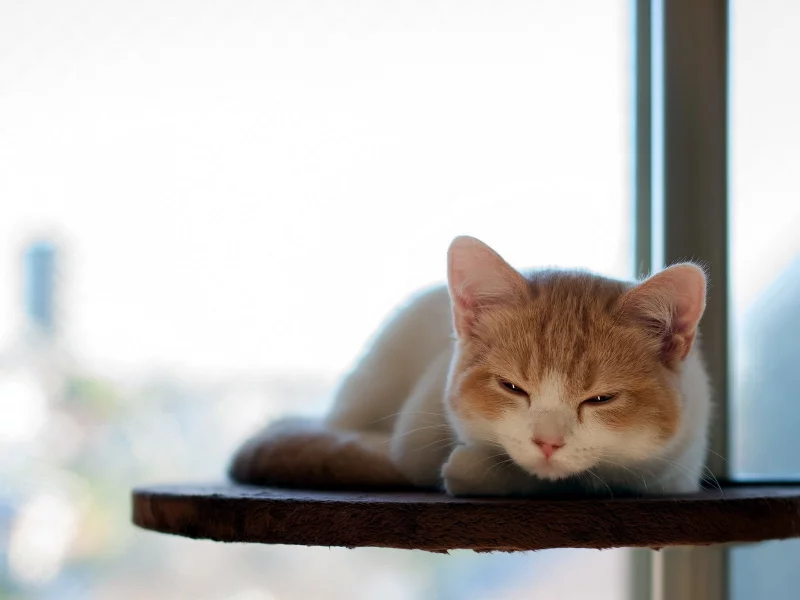 animals, cats, кошки, животные