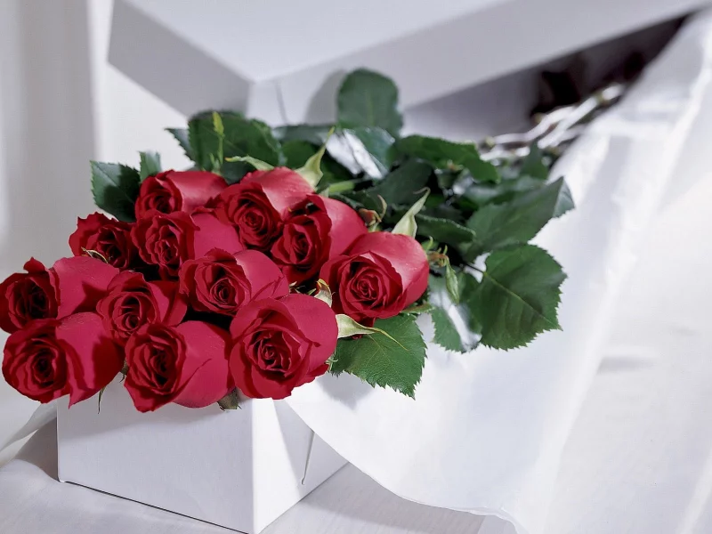 цветы, flowers, розы, roses