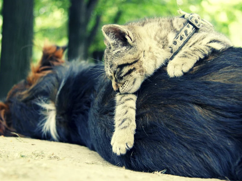 cats, собаки, animals, животные, dogs, кошки