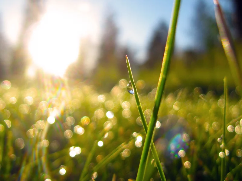 трава, grass