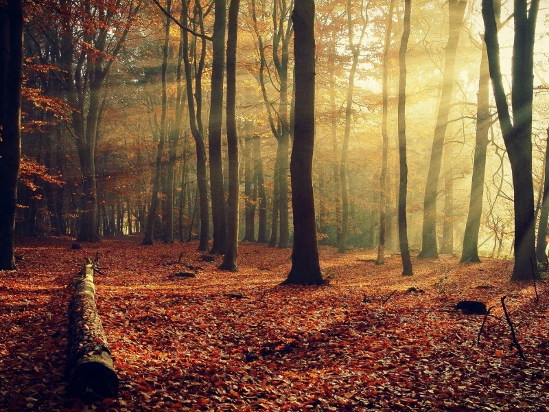 landscapes, пейзажи, деревья, trees