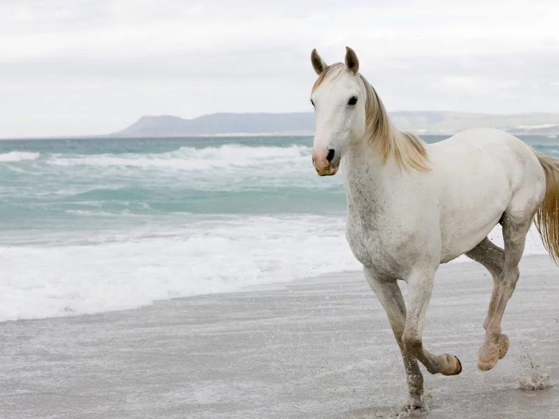 лошади, животные, horses, animals