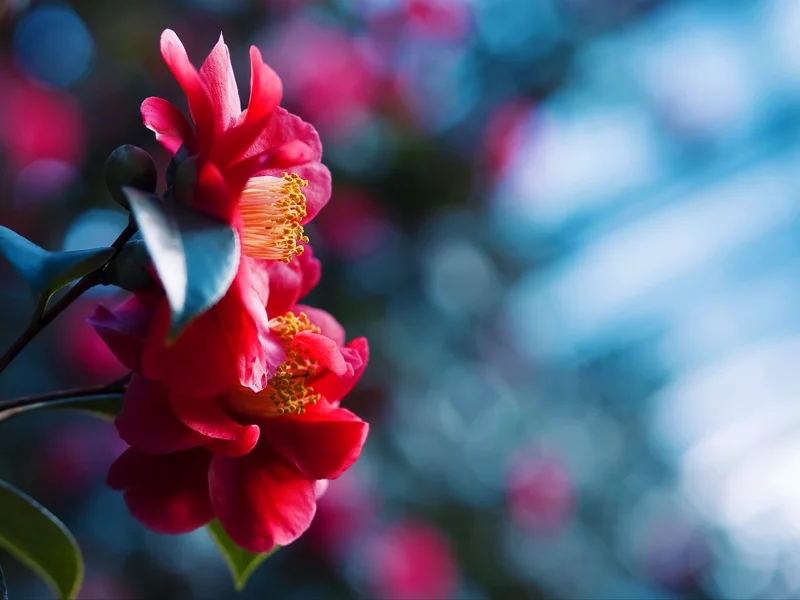 flowers, макро, боке, close-up, bokeh, природа, цветы, nature