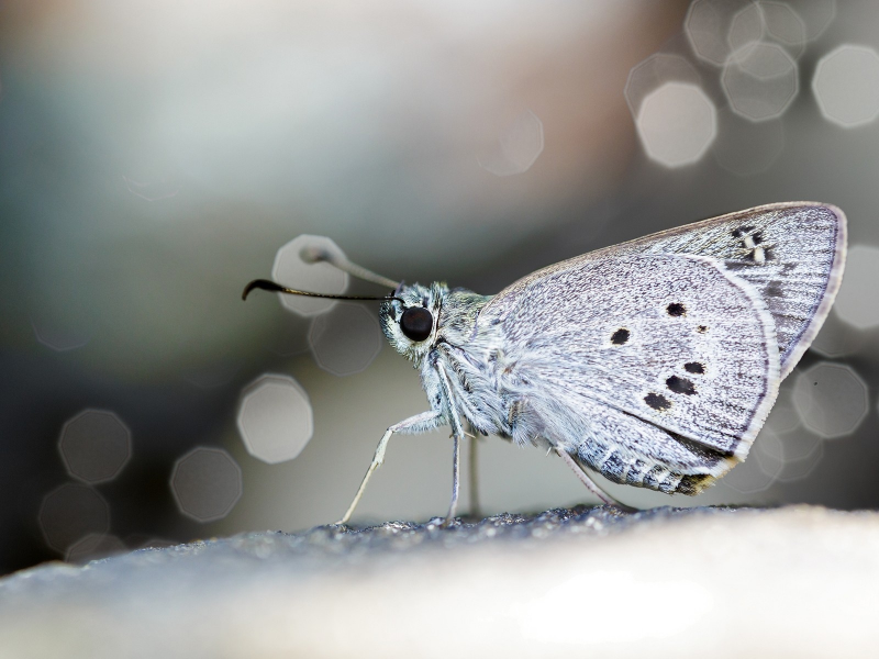 butterflies, бабочки, Макрос, macro